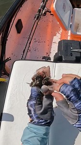 72K views · 466 reactions | CUT BAIT TIP ➡️ If you're using frozen or cut mullet for bait, cutting it will help release more scent and give it some visual action in areas with current. #saltwaterfishing #inshorefishing #redfishfishing #fishingtips #fishinggear | Salt Strong | Facebook