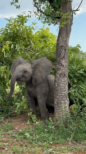 Peter Forsyth on Instagram: "These two young elephants gave us some brilliant entertainment this morning, taking all their energy out on the bushes throughout the clearings😂 @ulusabaprivategamereserve #Elephant #africa #southafrica #explore #nature #wildlife #reels #natgeo #wildportraitpic #explorepage #trending #funny"