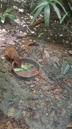 Nature’s beauty up close 🐾 #nature #naturelovers #mindfulmoments #zoo
