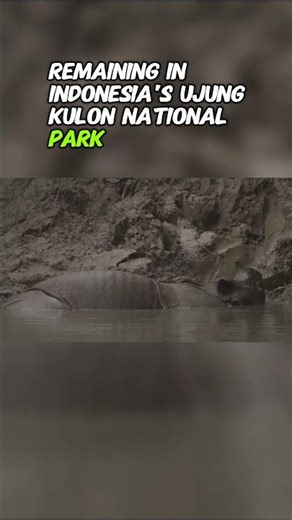 Top Ten Wildlife Species That Are Hard to Protect: Javan Rhino