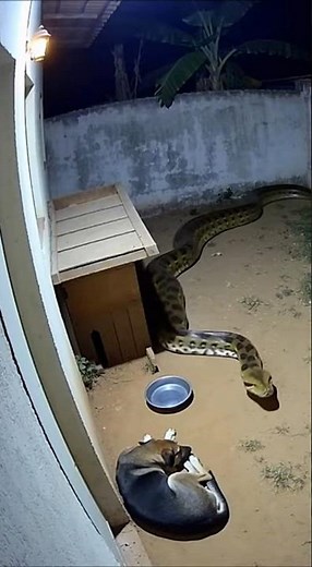 Ele dormia tranquilo… até a câmera revelar ISSO 😱🐍#shorts#viral