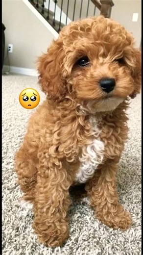 Mini Poodle Cries Because I Leave 🥺