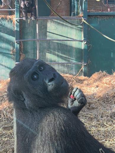 Feeling Judged by Animals: A Reflective Moment