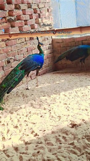 Green Java Peacock Farm Rahim Yar #trendingtiktok #greenjavapeacock #tiktokviraltrending #pakistan #beautiful