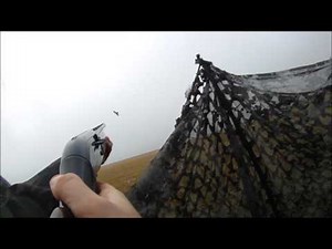 Pigeon Decoying- Level: Expert