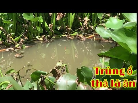Mekong Giant Catfish Fishing | Western Vietnam Fishing