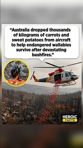 After Australia’s Bushfires Left Wildlife Without Food… Helicopters Took to the Sky