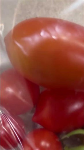 Watch How These Tomatoes Look When Harvesting 🍅 | Fresh Pick from the Garden 🌿