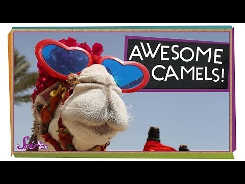 What's Inside a Camel's Hump?