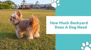 How Much Backyard Does A Dog Need | Fun In The Yard