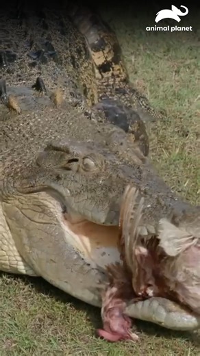 El corazón de los Irwin late más fuerte que nunca mientras cuidan de Norman con dedicación y pasión. Una historia de amor por la vida salvaje que invita a acompañarlos en una aventura que cruza fronteras 🌍🦥🦒 #LosIrwin | Animal Planet Latinoamérica