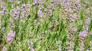 Butterflies and bees on meadow flowers swaying beautifully in the wind. pollination of plants. Summer sunny day. Slow motion