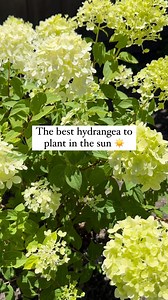 Can you guess which type of hydrangea is best for your full sun space? 👀 ☀️ I know hydrangeas have a reputation for being “shade plants” but there’s actually a variety for almost any type of sun you get on your property. ⛅️☀️ One mistake I see beginner gardeners making all the time is assuming that all hydrangeas can be treated equally. 🌸 Not the case! ⚠️ Some varieties actually need more sun to bloom, while others prefer shade. ☀️ Here’s your cheatsheet to picking the right hydrangea for the