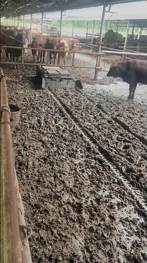 Robotic Manure Cleaning in the Farm with a Remote Control