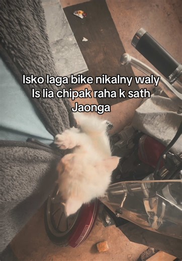 Cute Kittens & Pet Names