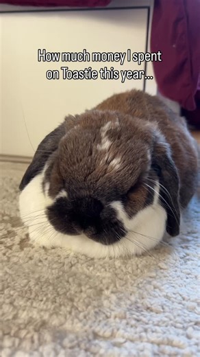 Toastie | my goodness, miss Toastie 😵‍💫 | Instagram