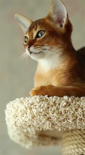 149K views · 1.2K reactions | Heb jij een kitten?  Hier zijn een...