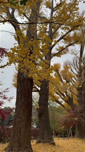 Beautiful Autumn Nature in Shinjuku, Tokyo, Japan 🍂🇯🇵 | Japan Nature Shorts