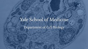 Yale School of Medicine Department of Cell Biology