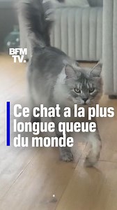 Ce chat a la plus longue queue du monde | BFMTV