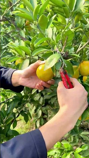 How sweet can homegrown oranges get? This harvest is so refreshing! 🍊