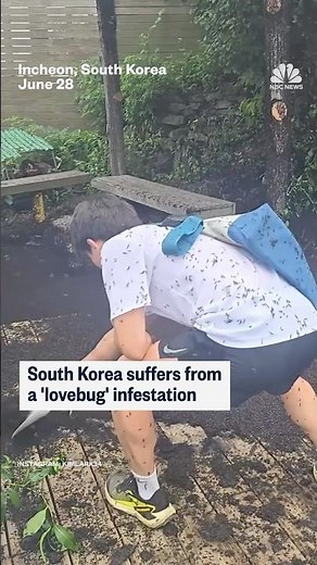 South Korea suffers from a 'lovebug' infestation