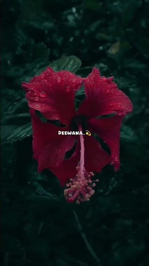 Phir bhi aas lagi hai dil main lyrics ❣️| #musiclyrics #astheticvibes #sadsong