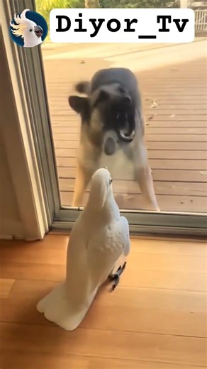 cockatoo vs Dog #funny #pets #fun #video #talkingparot #mimicworld #viral #birds #cute #parrot #art