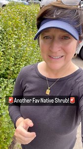 13K views · 432 reactions | Common nine bark is a beautiful easy to...