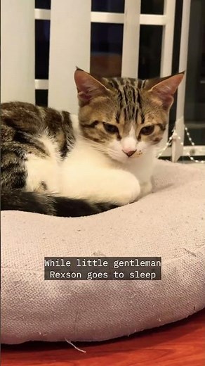 Cats groom each other: hidden message might surprise you 😅 #catbehavior #multicathousehold
