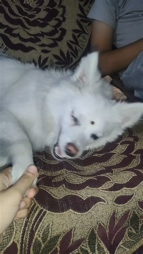 pooku😍😘❤️ on Instagram: "Funny puppy 🤣"