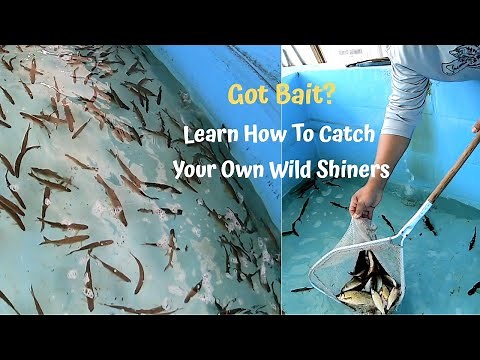 How To Catch Your Own Wild Shiners