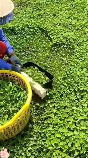 Smart Tea Leaf Harvesting Using Modern Tools