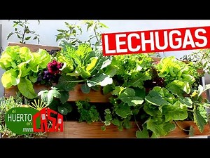 El huerto en casa 84 | Lechugas