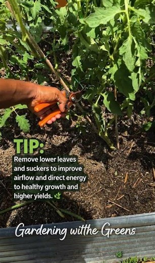 Pruning Tomato Plants for BIGGER Harvests 🍅✂️ | Easy Garden Tip | Gardening with the Greens