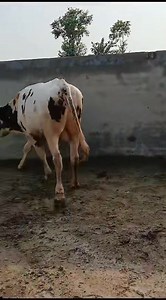 Dutch breed red & white pedigree bull Breader Age are 17 months only Breader 0304 2928053 Whatsapp and call only | Captain Dairy Farm | Facebook