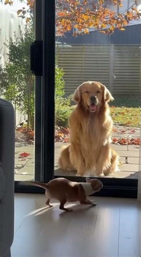 You Won't Believe This AI Virtual Cat Video!