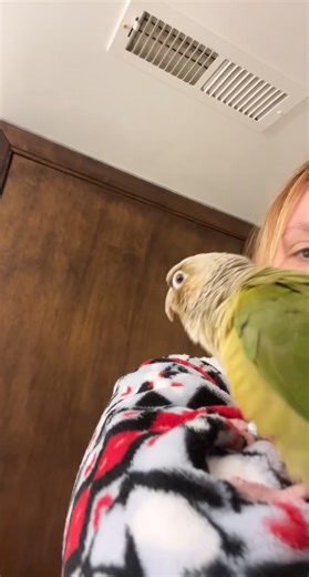 Angus McBangus Bird Free Styling Song