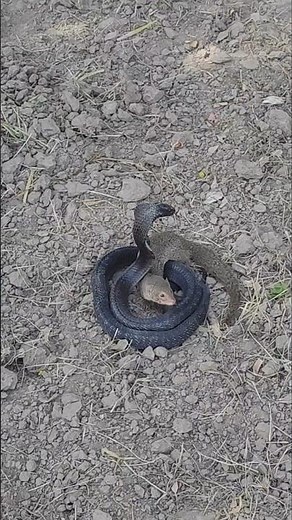 Mongoose and Cobra nature's animals #mongoose#snaks#naturebeauty #venom