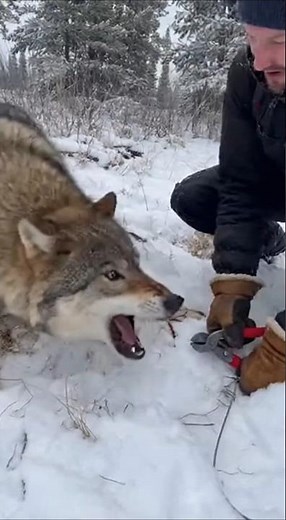 Grey Wolf Freed From Cable Snare in Snowy Forest