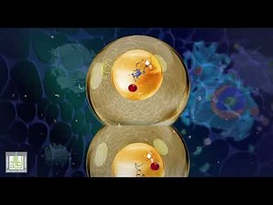 الانقسام الغير مباشر (الانقسام الخيطي) - انقسام الخلية - علم الاحياء