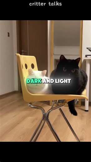 Shadow Cat Meets Moon Cat 🐈‍⬛🐾