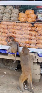 Mother and baby monkey trying to eat food from inside the glass 😮 . . . . . . . . . #MonkeyLife #monkeytrtry #eatfood | Monkey Life