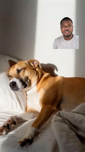 Arojinle Ronusiidaadaao on Instagram: "The amazing phenomenon known as phantom pregnancy in dogs"