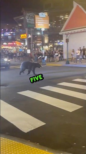 HuNgRy BeAr wAnTs tO eAt FiVe GuYs 🐻🍔