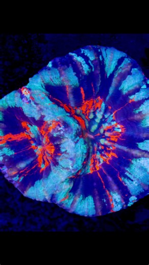 Nonstop Fire on the Site! Coral Reef Tank Setup Tips