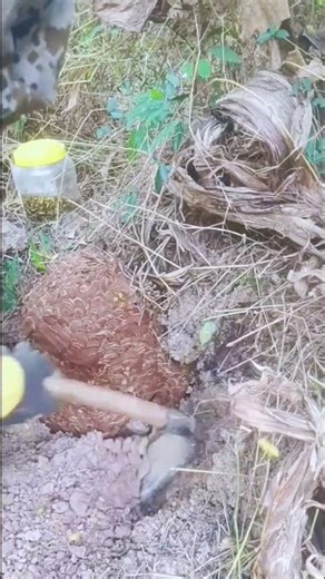 How to Handle Giant Hornets Safely #gianthornets #hornetnestremoval