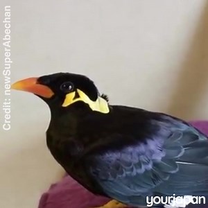 Meet Abe-chan, the Parrot who can speaks Japanese (better than you) | Your Japan