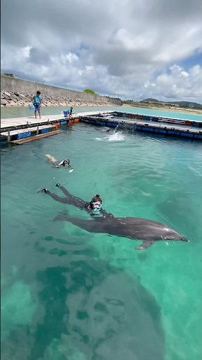 綺麗な海でイルカと一緒に泳ぐ少年 #人気 #ユーチューバー #小学5年はるの #イルカ #沖縄旅行 #石垣島 #夏休み ‪@haruno-Pero-Ku‬