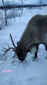 Ștefan Hrușcă: Colindul cerbului ~ Momente cu Rory